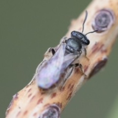 Lasioglossum sp. (genus) at Michelago, NSW - 10 Nov 2018