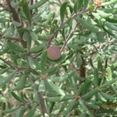 Persoonia subvelutina at Cotter River, ACT - 13 Dec 2019 by GirtsO