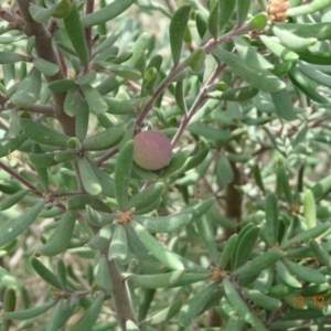 Persoonia subvelutina at Cotter River, ACT - 13 Dec 2019