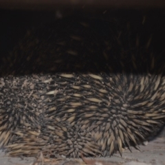 Tachyglossus aculeatus (Short-beaked Echidna) at Wamboin, NSW - 3 Oct 2019 by natureguy