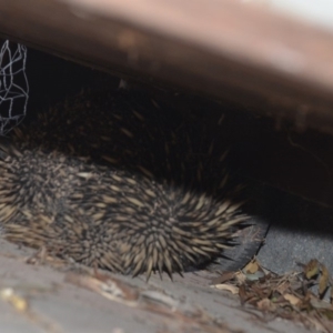 Tachyglossus aculeatus at Wamboin, NSW - 3 Oct 2019