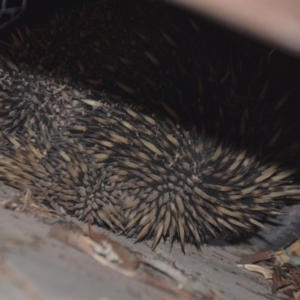 Tachyglossus aculeatus at Wamboin, NSW - 3 Oct 2019