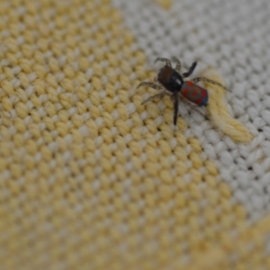 Maratus pavonis at Wamboin, NSW - 16 Nov 2019