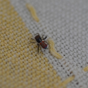 Maratus pavonis at Wamboin, NSW - 16 Nov 2019