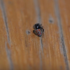 Maratus pavonis at Wamboin, NSW - 16 Nov 2019