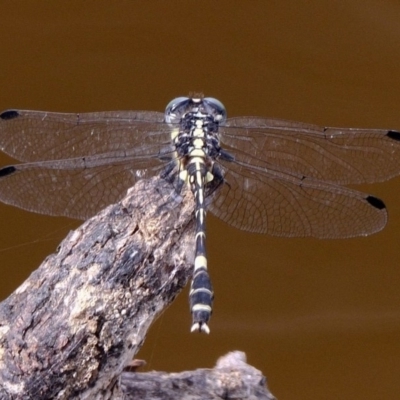 Austroepigomphus praeruptus (Twin-spot Hunter) at Amaroo, ACT by DPRees125