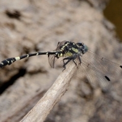 Austroepigomphus praeruptus at suppressed - 13 Dec 2019