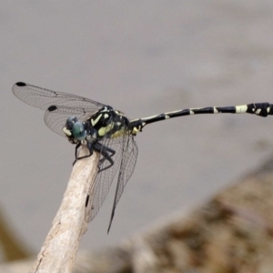 Austroepigomphus praeruptus at suppressed - 13 Dec 2019