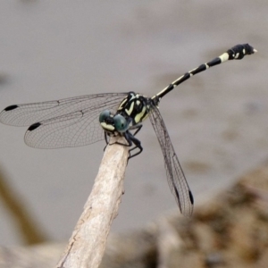 Austroepigomphus praeruptus at suppressed - 13 Dec 2019