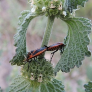 Marrubium vulgare at Tennent, ACT - 11 Nov 2019