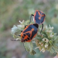 Agonoscelis rutila (Horehound bug) at Tennent, ACT - 11 Nov 2019 by michaelb