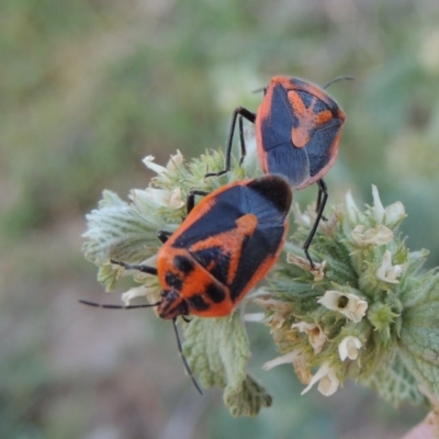 Agonoscelis rutila (Horehound bug) at Tennent, ACT - 11 Nov 2019 by MichaelBedingfield