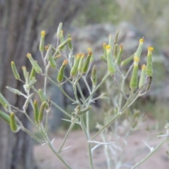 Senecio quadridentatus (Cotton Fireweed) at Tennent, ACT - 11 Nov 2019 by michaelb