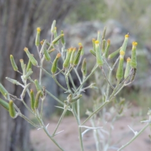 Senecio quadridentatus at Tennent, ACT - 11 Nov 2019 08:32 PM