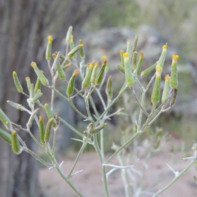 Senecio quadridentatus (Cotton Fireweed) at Gigerline Nature Reserve - 11 Nov 2019 by MichaelBedingfield