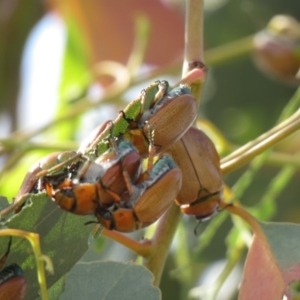 Anoplognathus brunnipennis at Denman Prospect, ACT - 14 Dec 2019 08:25 AM