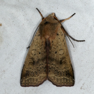 Diarsia intermixta (Chevron Cutworm, Orange Peel Moth.) at Rosedale, NSW - 15 Nov 2019 by jb2602