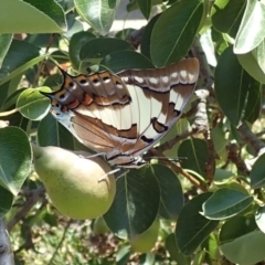Charaxes sempronius (Tailed Emperor) at Spence, ACT - 13 Dec 2019 by Laserchemisty