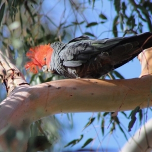 Callocephalon fimbriatum at Hughes, ACT - suppressed