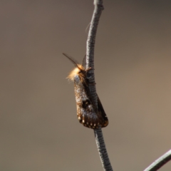 Epicoma contristis (Yellow-spotted Epicoma Moth) at Red Hill, ACT - 13 Dec 2019 by LisaH