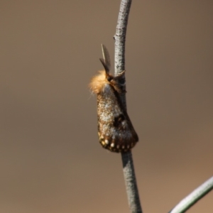 Epicoma contristis at Red Hill, ACT - 13 Dec 2019 09:58 AM