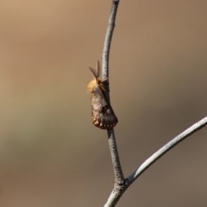 Epicoma contristis at Red Hill, ACT - 13 Dec 2019 09:58 AM