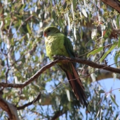 Polytelis swainsonii (Superb Parrot) at Red Hill, ACT - 13 Dec 2019 by LisaH