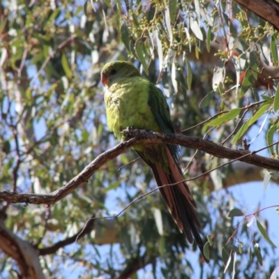 Polytelis swainsonii (Superb Parrot) at Federal Golf Course - 13 Dec 2019 by LisaH