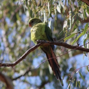 Polytelis swainsonii at Red Hill, ACT - 14 Dec 2019