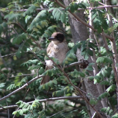 Cracticus torquatus (Grey Butcherbird) at Red Hill, ACT - 14 Dec 2019 by LisaH