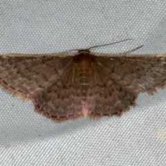 Idaea inversata (Purple Wave) at Rosedale, NSW - 16 Nov 2019 by jbromilow50