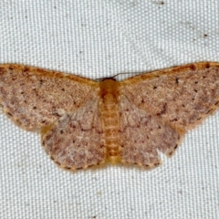 Idaea ferrilinea (A Geometrid moth.) at Rosedale, NSW - 16 Nov 2019 by jb2602