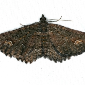 Horisme mortuata at Rosedale, NSW - 16 Nov 2019 09:17 PM