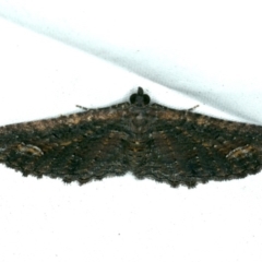 Horisme mortuata at Rosedale, NSW - 16 Nov 2019 09:17 PM