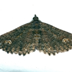 Horisme mortuata at Rosedale, NSW - 16 Nov 2019 09:17 PM