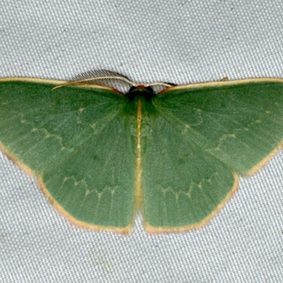 Chlorocoma dichloraria (Guenee's or Double-fringed Emerald) at Rosedale, NSW - 16 Nov 2019 by jb2602