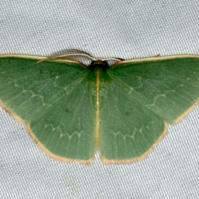 Chlorocoma dichloraria (Guenee's or Double-fringed Emerald) at Rosedale, NSW - 16 Nov 2019 by jbromilow50