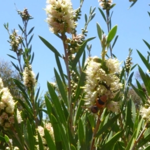 Eumeninae (subfamily) at Molonglo Valley, ACT - 28 Nov 2019