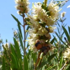 Eumeninae (subfamily) at Molonglo Valley, ACT - 28 Nov 2019