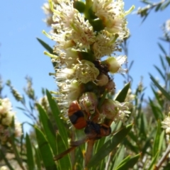 Eumeninae (subfamily) at Molonglo Valley, ACT - 28 Nov 2019 11:11 AM