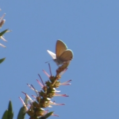 Nacaduba biocellata (Two-spotted Line-Blue) at Fyshwick, ACT - 13 Dec 2019 by Christine