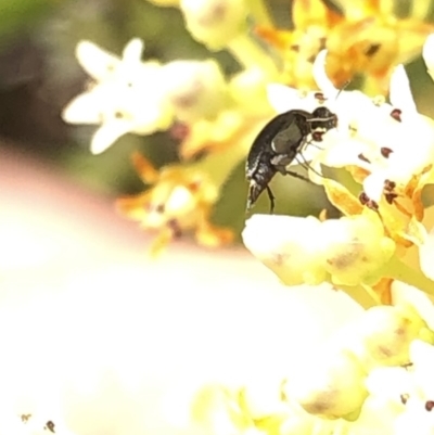 Mordellidae (family) (Unidentified pintail or tumbling flower beetle) at Aranda, ACT - 14 Dec 2019 by Jubeyjubes