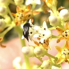 Mordellidae (family) at Aranda, ACT - 14 Dec 2019