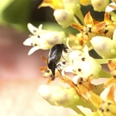 Mordellidae (family) at Aranda, ACT - 14 Dec 2019