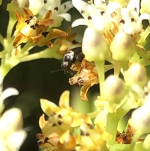 Mordellidae (family) at Aranda, ACT - 14 Dec 2019