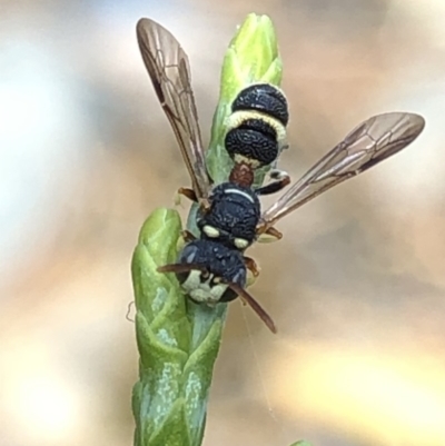 Cerceris sp. (genus) (Unidentified Cerceris wasp) at Aranda, ACT - 14 Dec 2019 by Jubeyjubes