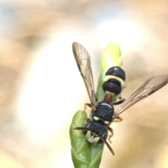 Cerceris sp. (genus) at Aranda, ACT - 14 Dec 2019 03:47 PM