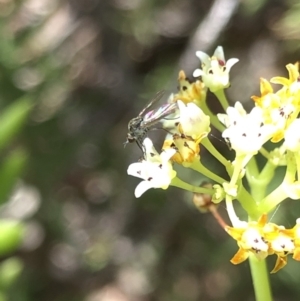 Geron sp. (genus) at Aranda, ACT - 14 Dec 2019 03:44 PM