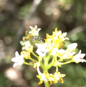 Geron sp. (genus) at Aranda, ACT - 14 Dec 2019 03:44 PM