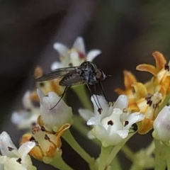 Geron sp. (genus) at Aranda, ACT - 14 Dec 2019 03:44 PM